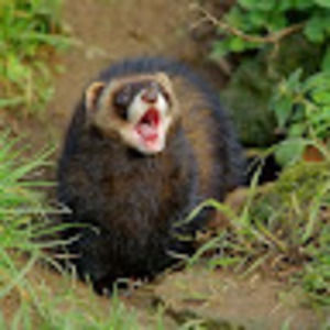 Meet your Posher, Shannon